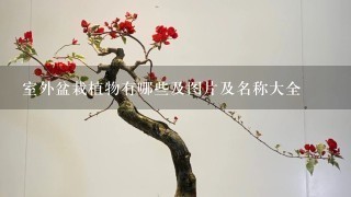 室外盆栽植物有哪些及图片及名称大全