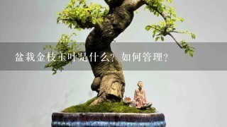 盆栽金枝玉叶是什么？如何管理？