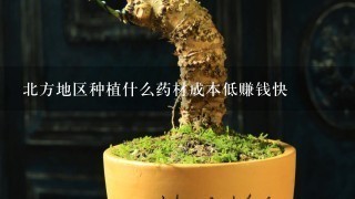 北方地区种植什么药材成本低赚钱快