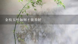 金枝玉叶如何才能养好