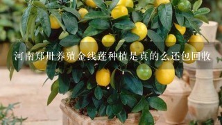 河南郑卅养殖金线莲种植是真的么还包回收