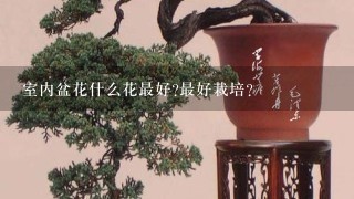 室内盆花什么花最好?最好栽培?