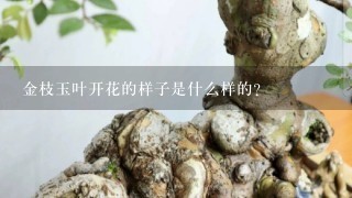 金枝玉叶开花的样子是什么样的？