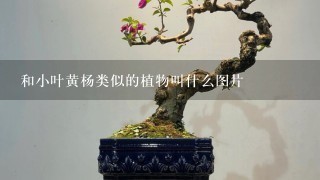 和小叶黄杨类似的植物叫什么图片