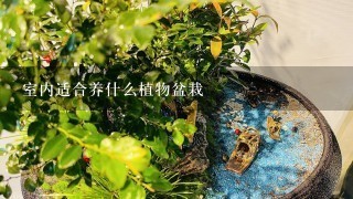 室内适合养什么植物盆栽