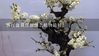 客厅盆栽摆放什么植物最好？