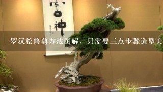 罗汉松修剪方法图解，只需要3点步骤造型美观茂盛