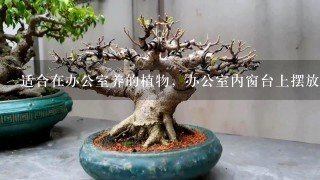 适合在办公室养的植物，办公室内窗台上摆放什么植物好