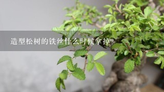 造型松树的铁丝什么时候拿掉？