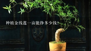 种植金线莲1亩能挣多少钱？