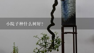 小院子种什么树好？