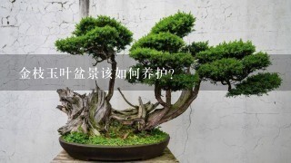 金枝玉叶盆景该如何养护？