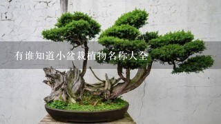 有谁知道小盆栽植物名称大全