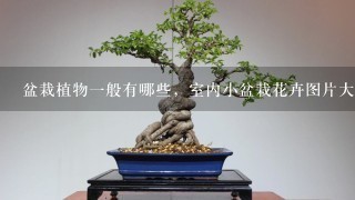 盆栽植物1般有哪些，室内小盆栽花卉图片大全及种植