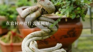 在农村种植什么果树好