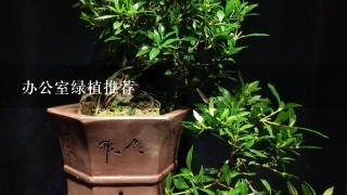 办公室绿植推荐