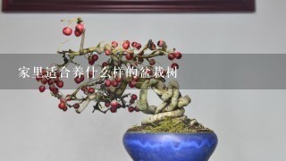 家里适合养什么样的盆栽树