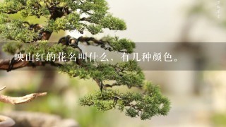 映山红的花名叫什么，有几种颜色。