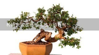 种植金线莲在什么地方销售呢?