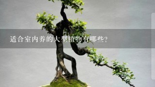 适合室内养的大型植物有哪些？