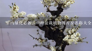 室内绿化必备，60种盆栽植物图片及名称大全