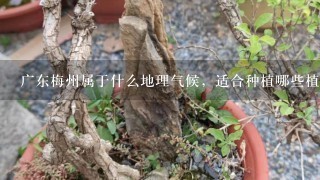 广东梅州属于什么地理气候，适合种植哪些植物？
