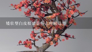 矮壮型白皮松盆景什么时候造型