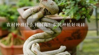 农村种植什么利润高？农民种植好项目