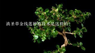 滇圣草金线莲种植技术是这样的？