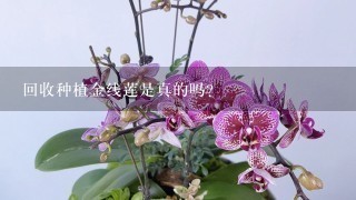 回收种植金线莲是真的吗？