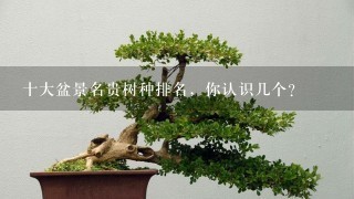 十大盆景名贵树种排名，你认识几个？