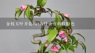 金枝玉叶开花吗?为什么有的红粉色