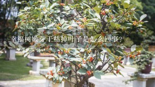 幸福树嫩芽干枯掉叶子是怎么回事？