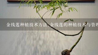 金线莲种植技术方法,金线莲的种植技术与管理