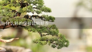 什么样的绿植比较好养