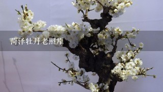 菏泽牡丹老照片