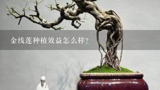 金线莲种植效益怎么样？