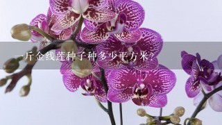 1斤金线莲种子种多少平方米？