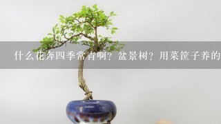 什么花奔4季常青啊？盆景树？用菜筐子养的？