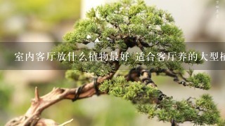 室内客厅放什么植物最好 适合客厅养的大型植物