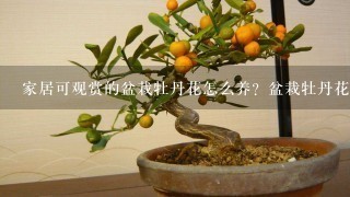 家居可观赏的盆栽牡丹花怎么养？盆栽牡丹花怎么养才能好看？有没有详细的盆栽牡丹花养殖方法提供？