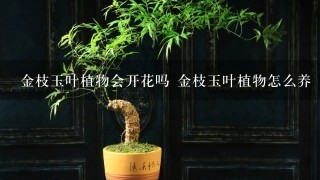 金枝玉叶植物会开花吗 金枝玉叶植物怎么养