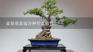 盆景花盆适合种什么植物？