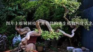 图片上松树树枝上黄色状的寄生植物叫什么名字？主要的药用功效是什么？广泛寄生于什么地方？