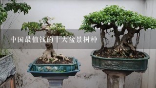 中国最值钱的十大盆景树种