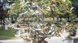 哪里有卖107杨树苗2年苗哪里最多胸径在3公分以上的多少钱1棵？