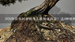 2020年在农村种植什么能快速致富？这4种植物很赚钱