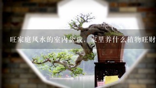 旺家庭风水的室内盆栽，家里养什么植物旺财