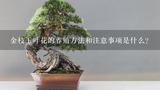 金枝玉叶花的养殖方法和注意事项是什么？