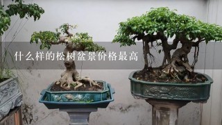 什么样的松树盆景价格最高